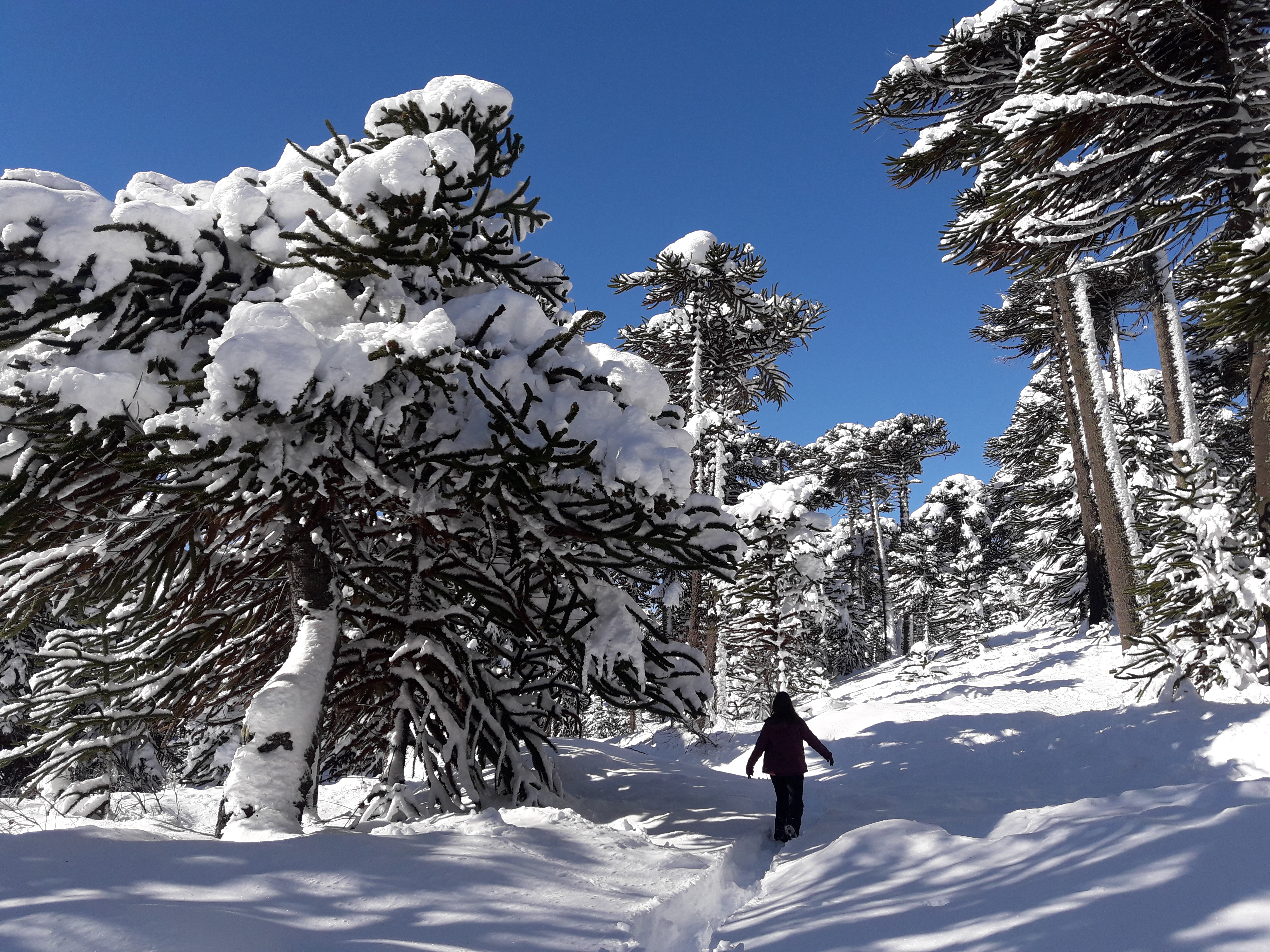 Invierno en Caviahue-Copahue