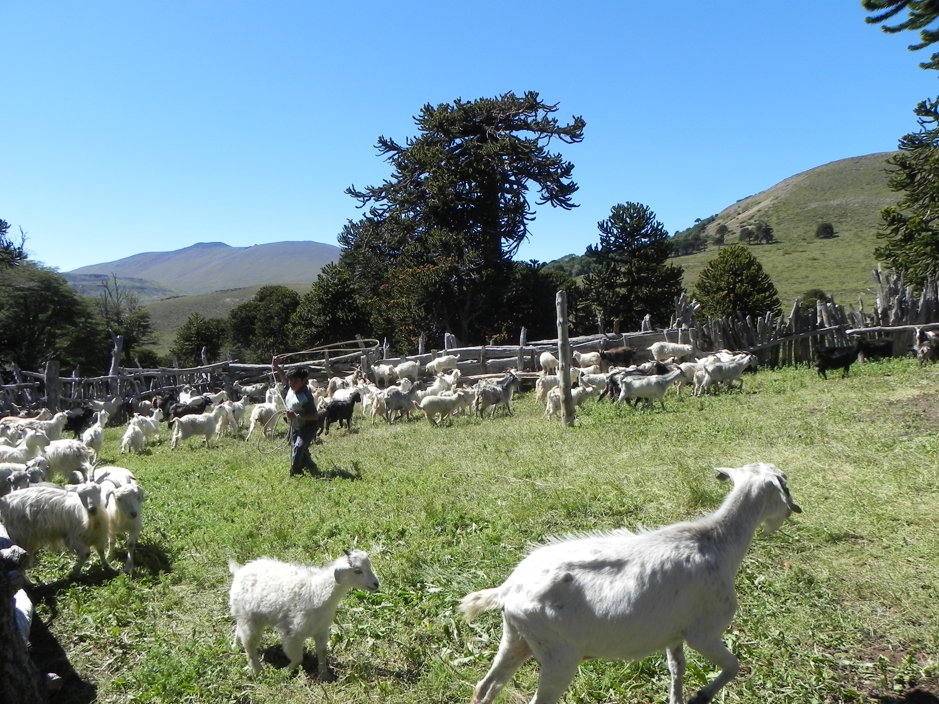 Primavera y Verano en Caviahue y Copahue