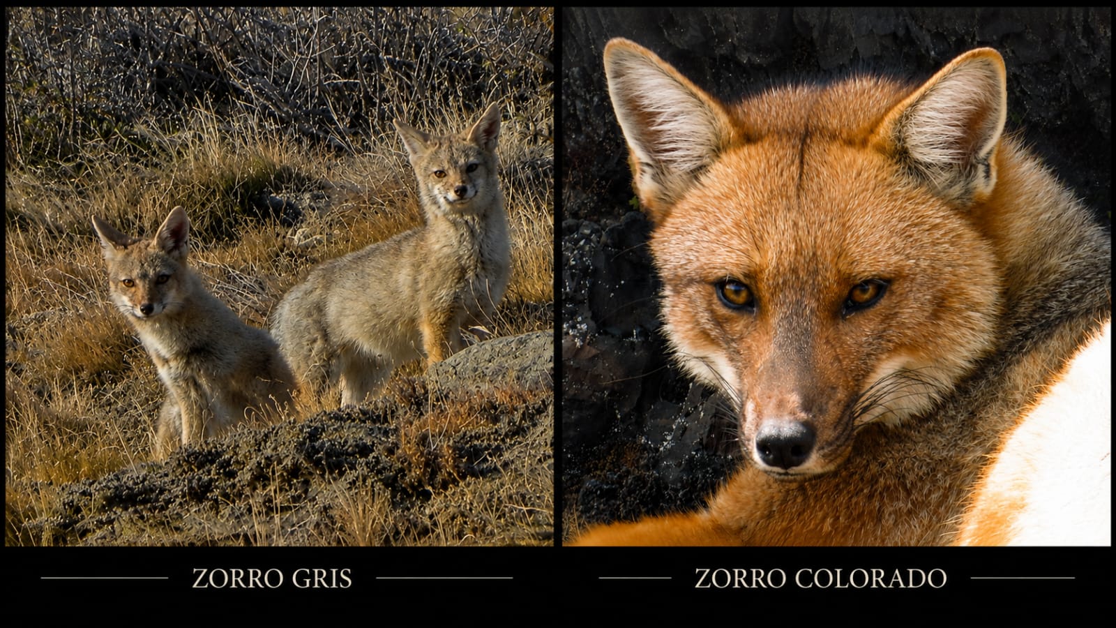 Flora y Fauna