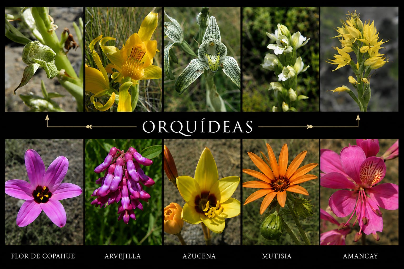 Flora y Fauna