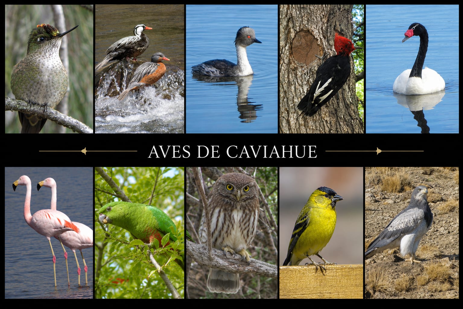 Flora y Fauna